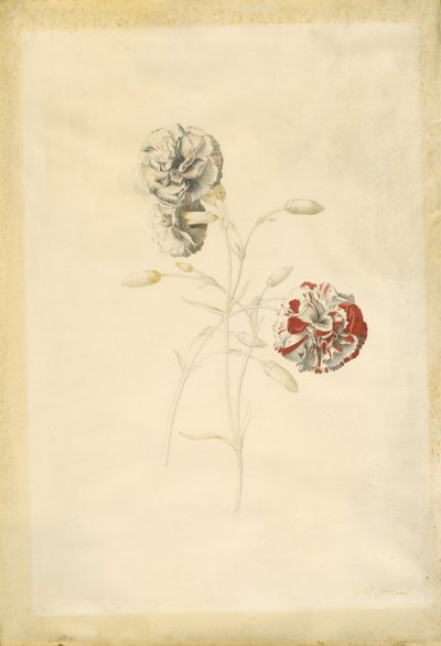  by Georg Dionysius Ehret