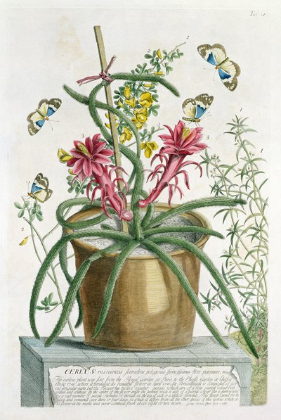 Cereus Minimus, c.1745 (renkli taş) by Georg Dionysius Ehret