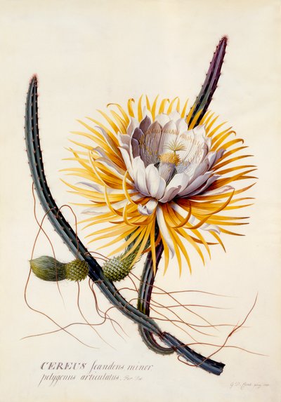 Gecenin Kraliçesi Cereus, c. 1744 el renkli gravür. by "Georg Dionysius Ehret