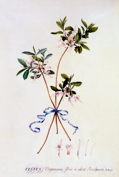 Cistus Virginiana, c. 1743 el renkli gravür. by "Georg Dionysius Ehret