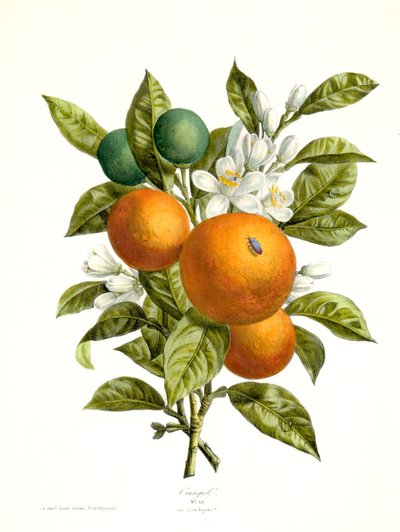 Narenciye aurantiacus Portakal, 1730-1770. by Georg Dionysius Ehret