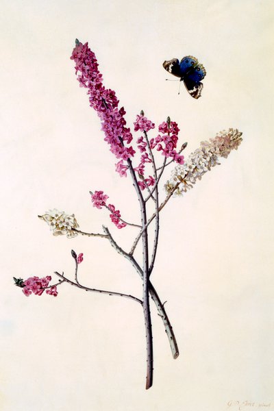 Daphne Mezereum ile kelebek, c. 1740 el renkli gravür. by "Georg Dionysius Ehret