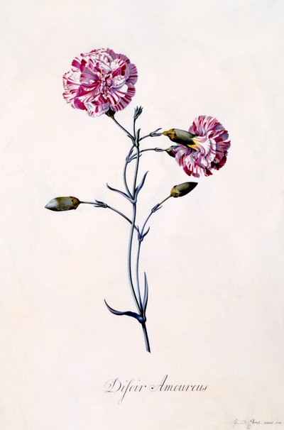 Difor Amourius Karanfil, c. 1745 el renkli gravür. by "Georg Dionysius Ehret