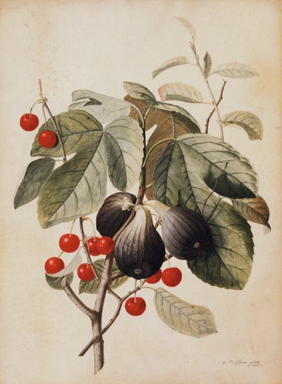 İncir ve Kiraz, 1747 by Georg Dionysius Ehret