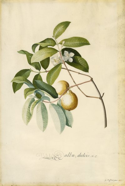  by Georg Dionysius Ehret