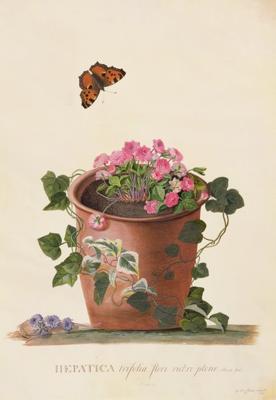 Hepatica trifolia (Nobilis), 1745 (parşömen üzerine guaj) by Georg Dionysius Ehret