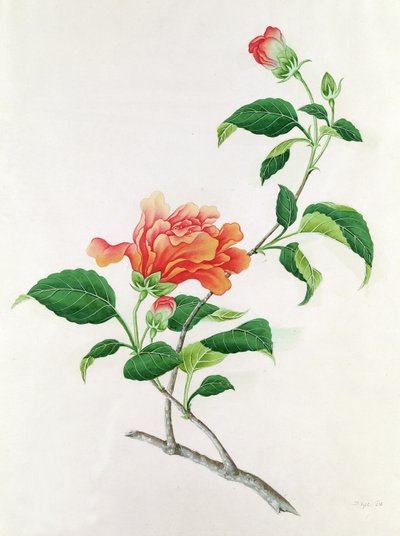 Ebegümeci by Georg Dionysius Ehret