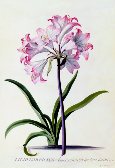Lilio Narcissus, c. 1744 el renkli gravür. by "Georg Dionysius Ehret
