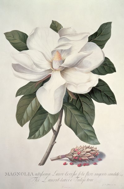 Manolya by Georg Dionysius Ehret