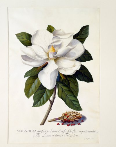Manolya Grandiflora, c. 1743 el renkli gravür. by "Georg Dionysius Ehret