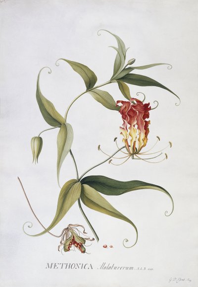 metonika, by Georg Dionysius Ehret