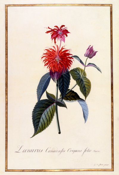 Oswego Çay Fabrikası, c 1740 el renkli gravür. by "Georg Dionysius Ehret