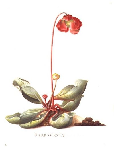 PD.117-1973.f23 Sarracenia purpurea (Sürahi Bitki) 1764 (parşömen üzerine suluboya ve guaj) by Georg Dionysius Ehret