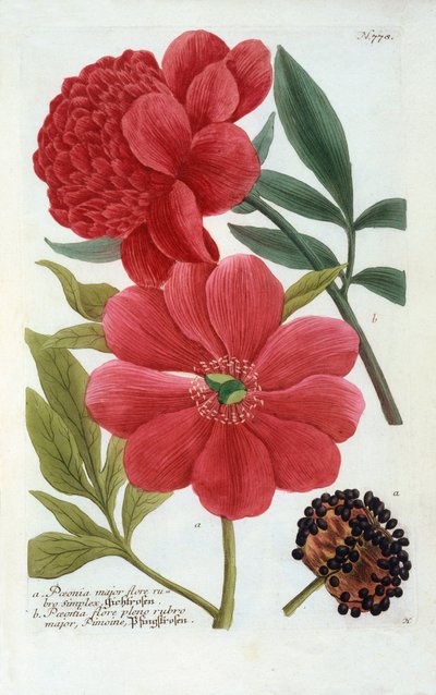 Paeonia, el renkli gravür. by "Georg Dionysius Ehret
