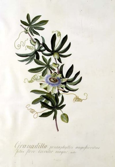 Tutku çiçeği by Georg Dionysius Ehret