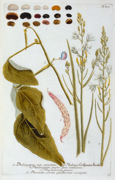 Phangium, 1737 el renkli gravür. by "Georg Dionysius Ehret