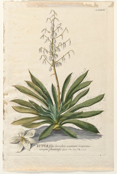 Seçilmiş Bitkiler 37 - Yuka. by Georg Dionysius Ehret