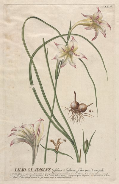Seçilmiş Bitkiler 39 - Lilio-Gladiolus. by Georg Dionysius Ehret