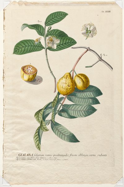 Seçilmiş Bitkiler 43 - Guaiaba. by Georg Dionysius Ehret