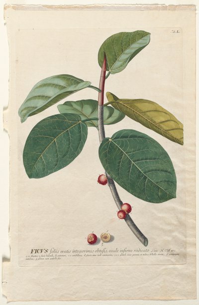 Seçilmiş Bitkiler 50 Ficus by Georg Dionysius Ehret
