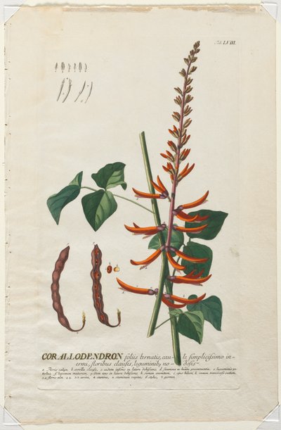 Seçilmiş Bitkiler 58 - korallodendron. by Georg Dionysius Ehret