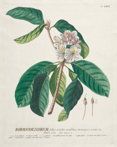 Seçilmiş Bitkiler 66 - Ormangülü. by Georg Dionysius Ehret