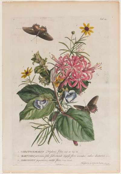 Daha nadir bitkiler ve kelebekler 9, 1749 by Georg Dionysius Ehret