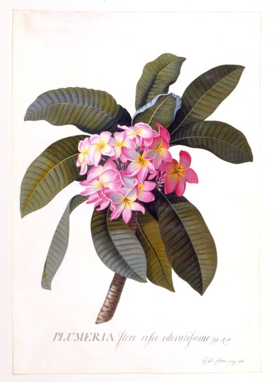 Plumeria, c 1744 el renkli gravür. by "Georg Dionysius Ehret