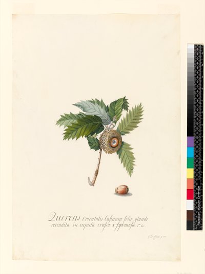 Quercus Orientalis, 1742 (klozet ve gövde rengi parşömen üzerine) by Georg Dionysius Ehret