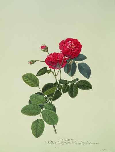 Rosa: Holoferika multipleks (Park Parade) by Georg Dionysius Ehret
