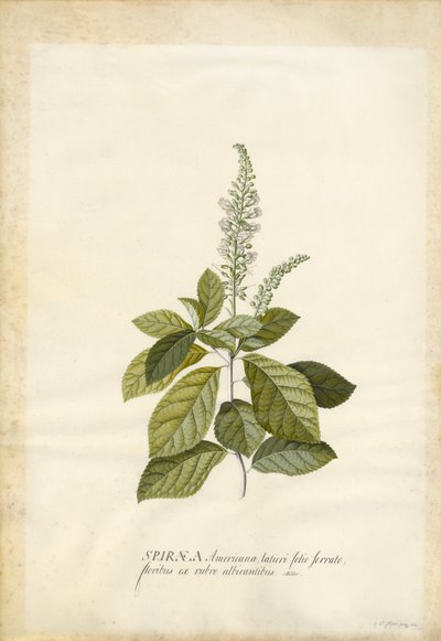 by Georg Dionysius Ehret