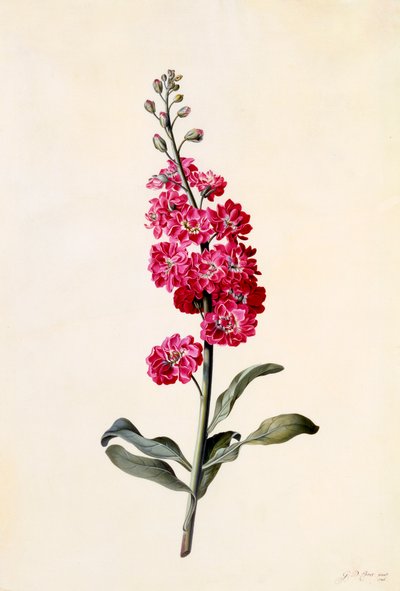 Stok Matthiola Incana, c. 1746 el renkli gravür. by "Georg Dionysius Ehret