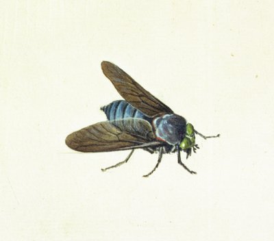 Horsefly, 18. yüzyıl by Georg Dionysius Ehret