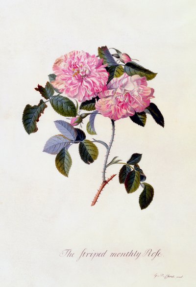Çizgili Aylık Gül, c. 1745 el renkli gravür. by "Georg Dionysius Ehret