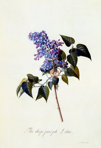 Derin mor Leylak. by "Georg Dionysius Ehret