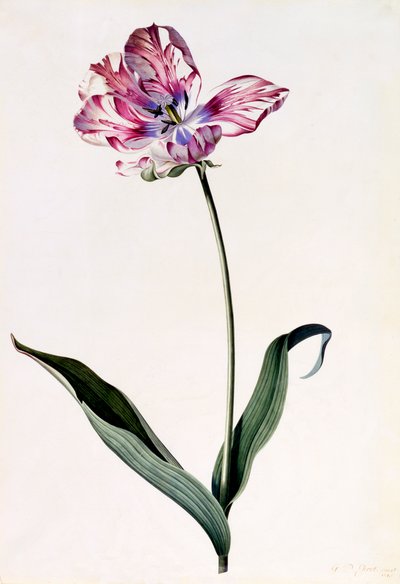 Lale, c. 1745 el renkli gravür. by "Georg Dionysius Ehret