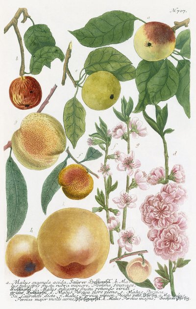 çeşitli elmalar by Georg Dionysius Ehret