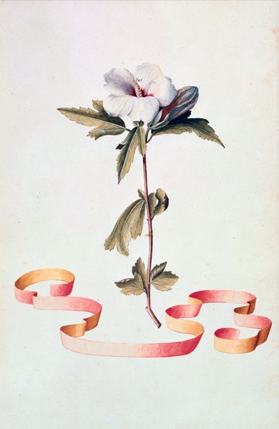 beyaz ebegümeci by Georg Dionysius Ehret