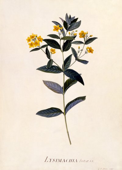 Sarı Gevşek, c.1760 (el boyaması gravür) by Georg Dionysius Ehret