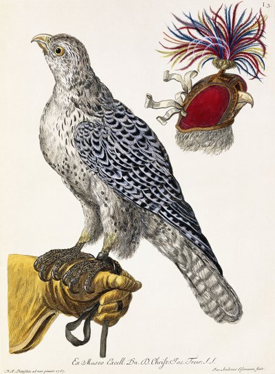 Falconry, Levha 3, "Doğanın Seçilmiş Lezzetleri"nden, 1771 by Georg Wolfgang Knorr