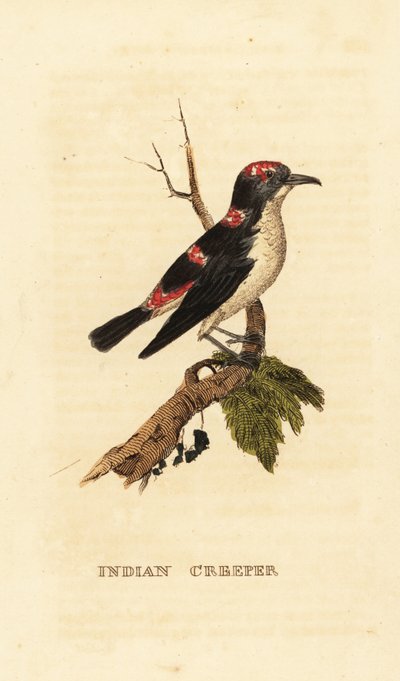 Amerikan ağaç sarmaşığı veya kahverengi sarmaşık, Certhia americana by George (after) Edwards
