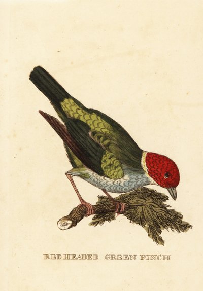 Körfez başlı tanager, Tangara gyrola by George (after) Edwards