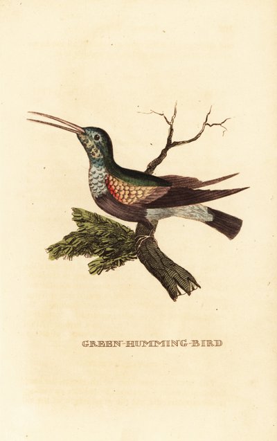 Kara karınlı sinek kuşu, Eupherusa nigriventris, dişi by George (after) Edwards