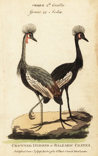 Siyah taçlı vinç, Balearica pavonina by George (after) Edwards