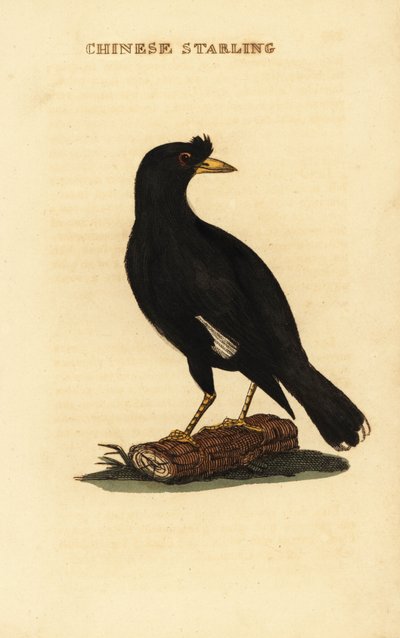 Tepeli myna, Acridotheres cristatellus by George (after) Edwards