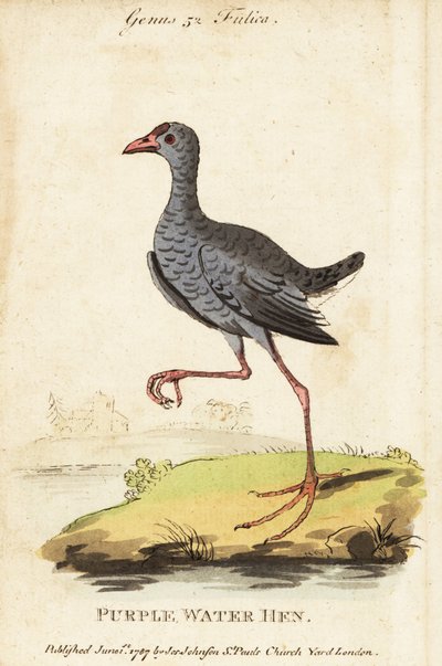 Gri başlı bataklık, Porphyrio poliocephalus by George (after) Edwards