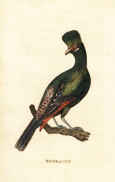 Gine turaco veya yeşil turaco, Tauraco persa by George (after) Edwards