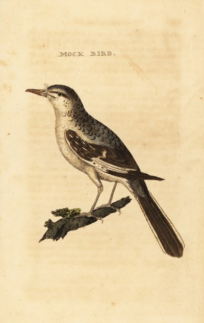 Kuzey alaycı kuş, Mimus polyglottos by George (after) Edwards