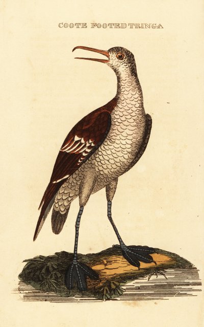 Kırmızı boyunlu phalarope, Phalaropus lobatus by George (after) Edwards