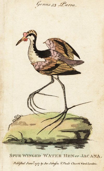Wattled jacana, Jacana jacana by George (after) Edwards